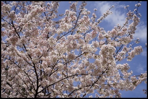 京都の桜「円山公園」_d0024438_20090592.jpg