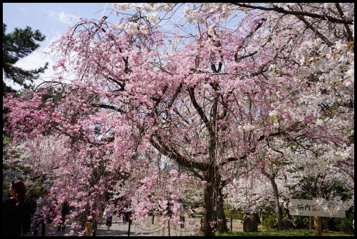 京都の桜「円山公園」_d0024438_20093498.jpg