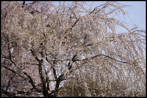 京都の桜「円山公園」_d0024438_20113609.jpg