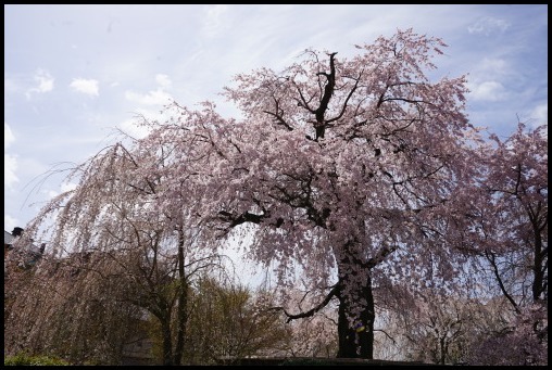京都の桜「円山公園」_d0024438_20120465.jpg
