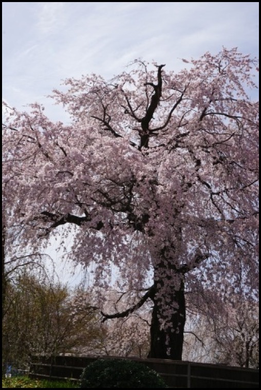 京都の桜「円山公園」_d0024438_20124374.jpg