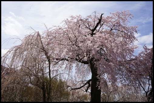 京都の桜「円山公園」_d0024438_20144107.jpg