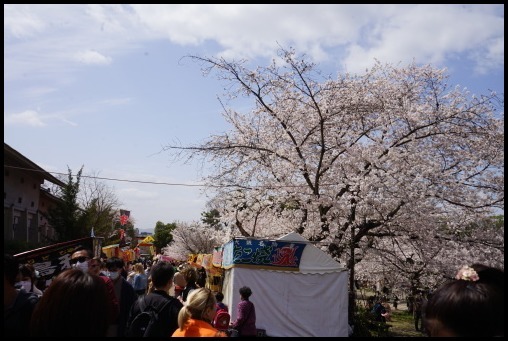京都の桜「円山公園」_d0024438_20172646.jpg