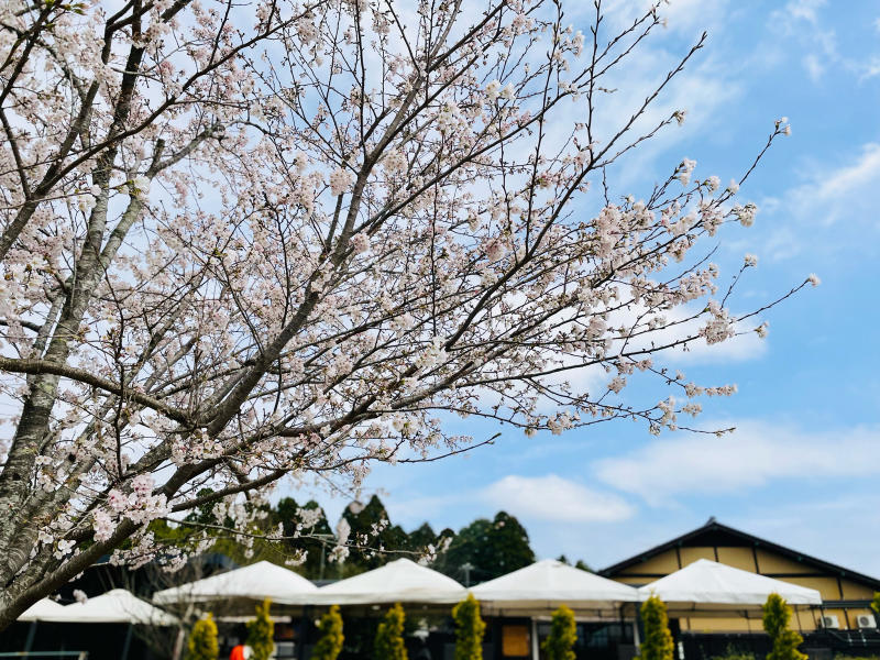 【日記】THE FARM 桜満開です_b0008655_20393693.jpg