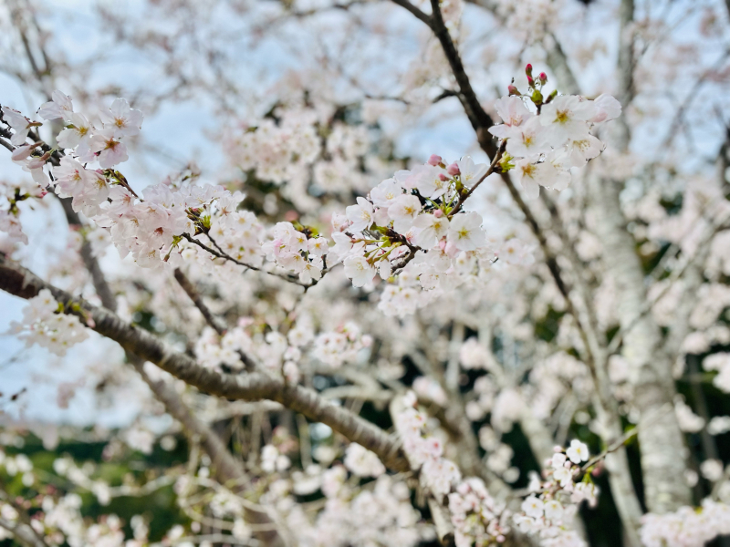 【日記】THE FARM 桜満開です_b0008655_20393964.jpg