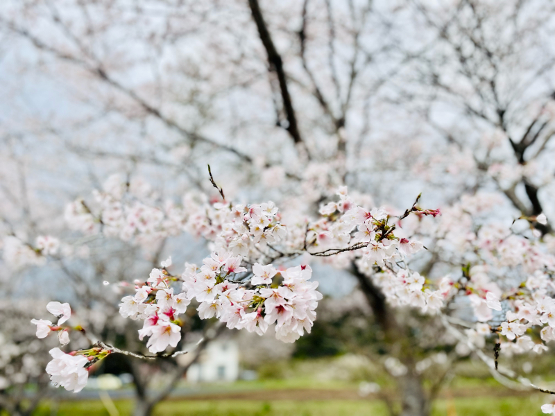 【日記】THE FARM 桜満開です_b0008655_20394449.jpg