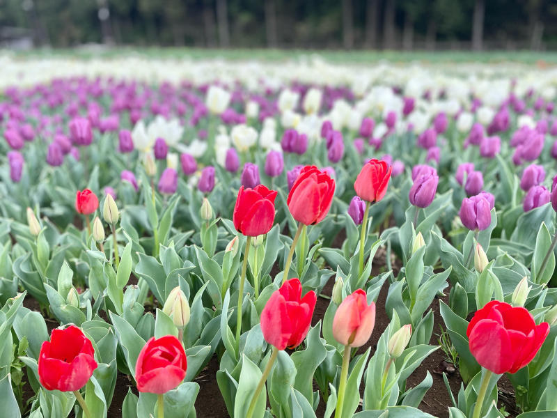 【日記】THE FARM 桜満開です_b0008655_20394636.jpg