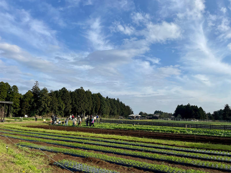 【日記】THE FARM 桜満開です_b0008655_20415277.jpg