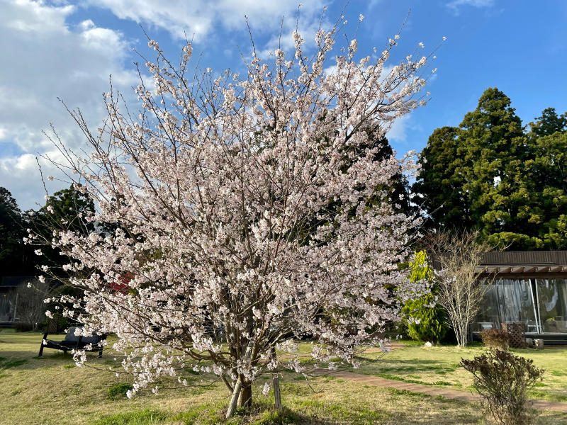 【日記】THE FARM 桜満開です_b0008655_20415720.jpg