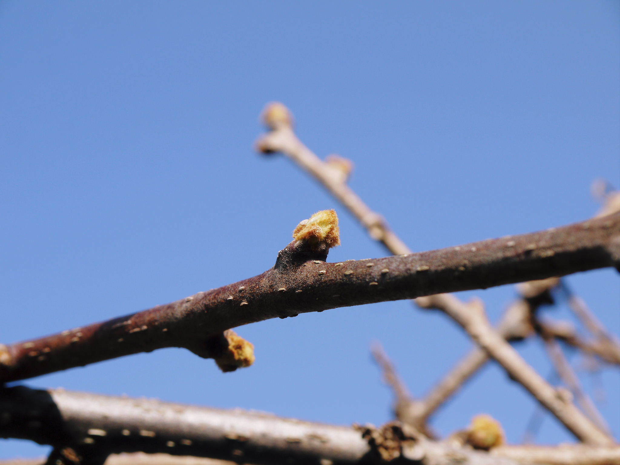 水源キウイの芽吹き（2023）今年は例年より10日ほど早い芽吹き！今年も完全無農薬、無化学肥料栽培です！_a0254656_17251547.jpg