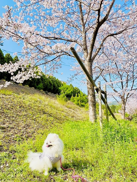 桜×ポメラニアン_d0360206_19103357.jpg