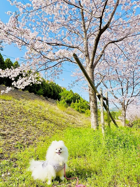 桜×ポメラニアン_d0360206_19103583.jpg