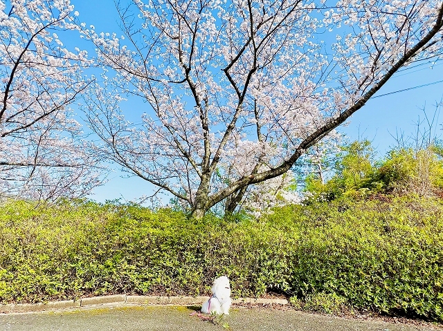 桜×ポメラニアン_d0360206_19103996.jpg