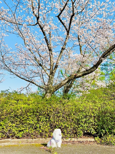 桜×ポメラニアン_d0360206_19104291.jpg