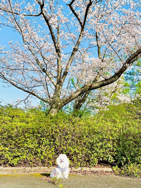 桜×ポメラニアン_d0360206_19104586.jpg