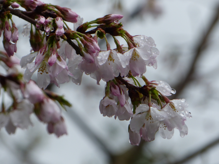 いたち川桜パトロール_f0296312_23110930.jpg