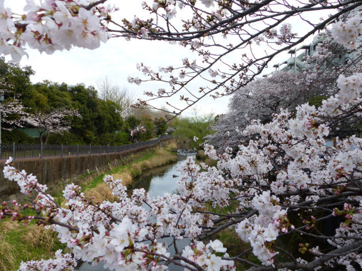 いたち川桜パトロール_f0296312_23385666.jpg