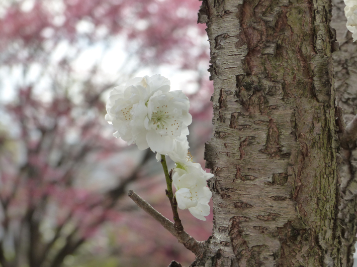 いたち川桜パトロール_f0296312_23390625.jpg