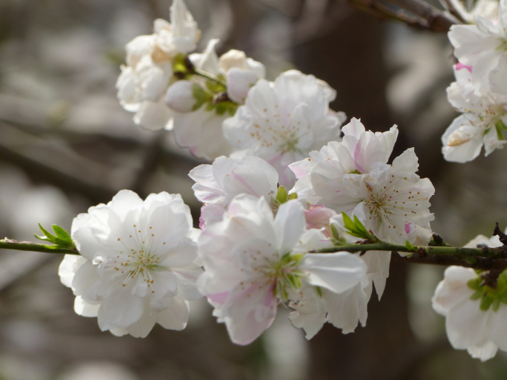 いたち川桜パトロール_f0296312_23431068.jpg