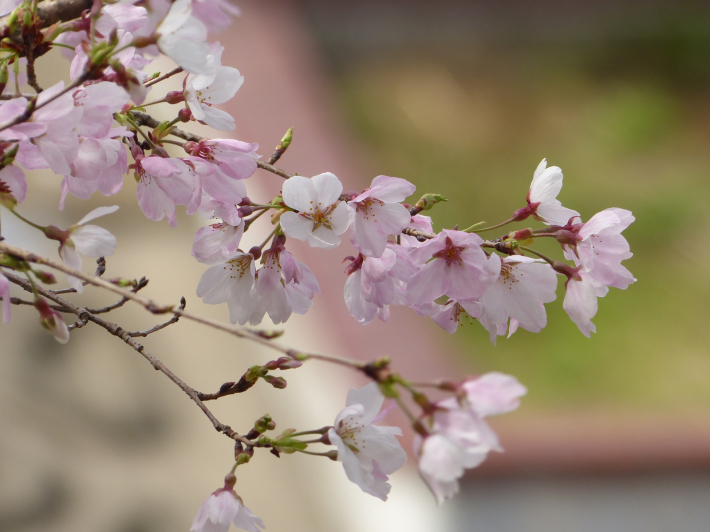 いたち川桜パトロール_f0296312_23432034.jpg