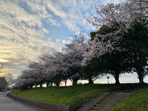 夕方　満開の桜 - プルメリアンの日記