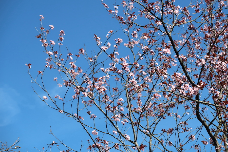 花咲いて町並みもきれい春のペルージャ散歩道_f0234936_22292740.jpg