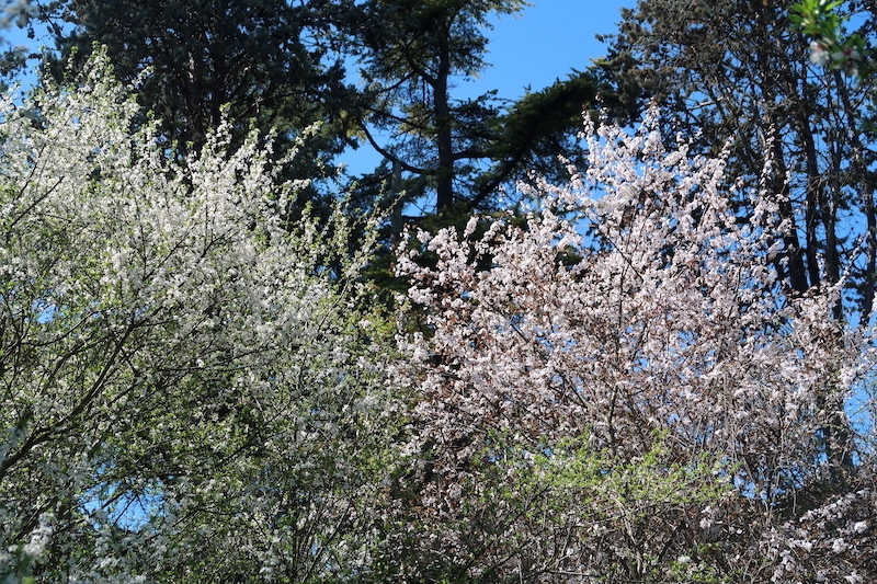 花咲いて町並みもきれい春のペルージャ散歩道_f0234936_22301489.jpg