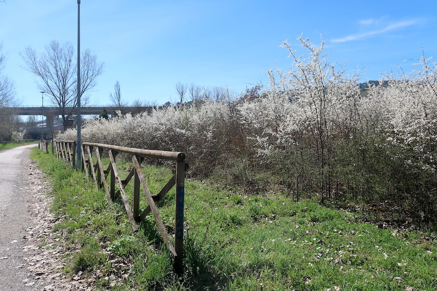 花咲いて町並みもきれい春のペルージャ散歩道_f0234936_22352189.jpg