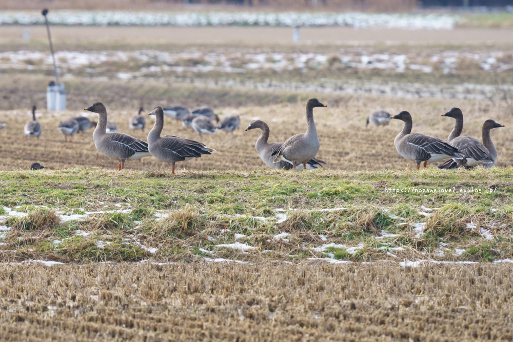 信越自然郷の鳥たち　ヒシクイ_b0404739_21184697.jpg