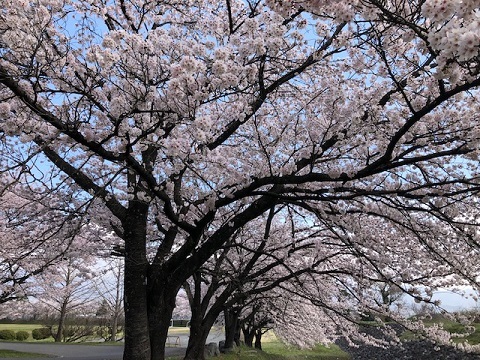 満開の桜♪徳島堰ファイナル_f0019247_10593956.jpg