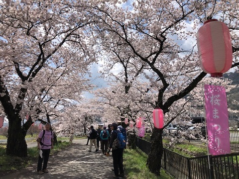 満開の桜♪徳島堰ファイナル_f0019247_21125295.jpg