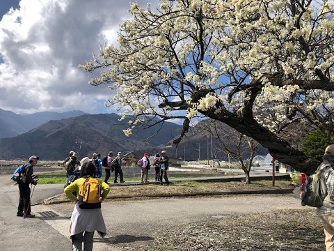 満開の桜♪徳島堰ファイナル_f0019247_21153220.jpg