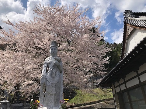 満開の桜♪徳島堰ファイナル_f0019247_22350912.jpg