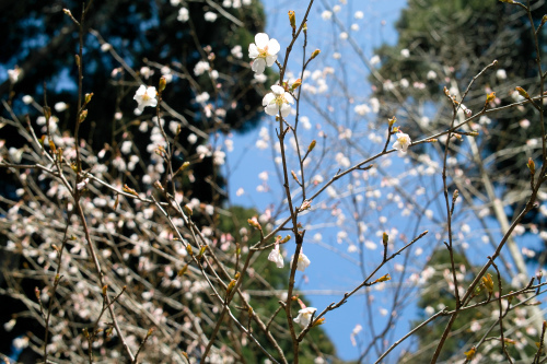 くつきの森、春のシンボルツリー・・・くまもん号_d0005250_17110600.jpg