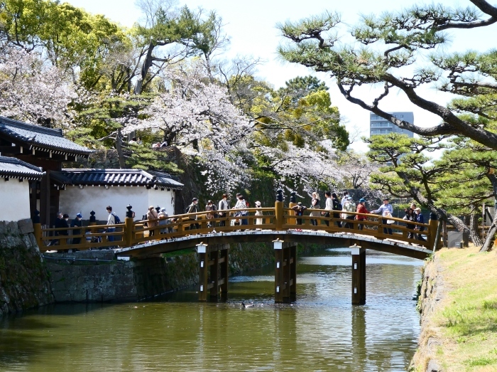 　　和歌山城公園 桜まつり　　２０２３-０４-０１　００：００_b0093754_22422766.jpg