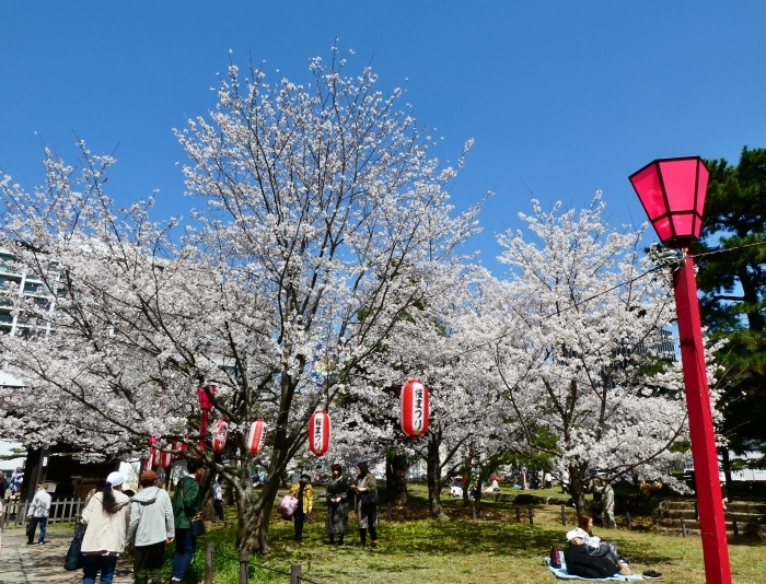 　　和歌山城公園 桜まつり　　２０２３-０４-０１　００：００_b0093754_22434479.jpg