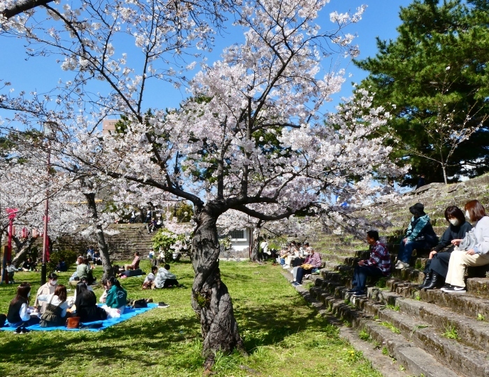 　　和歌山城公園 桜まつり　　２０２３-０４-０１　００：００_b0093754_22443587.jpg