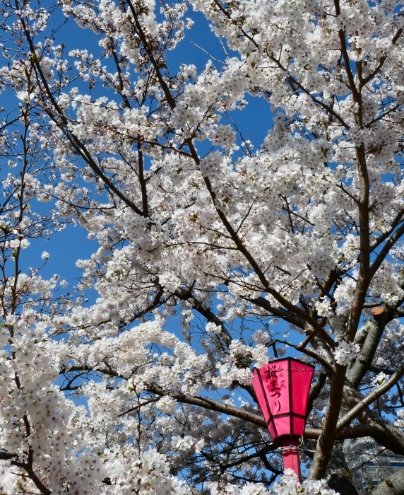　　和歌山城公園 桜まつり　　２０２３-０４-０１　００：００_b0093754_22455389.jpg