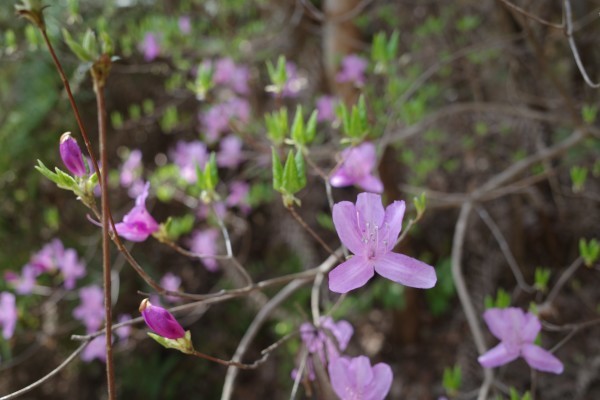 各務野自然遺産の森_e0271890_22544140.jpg