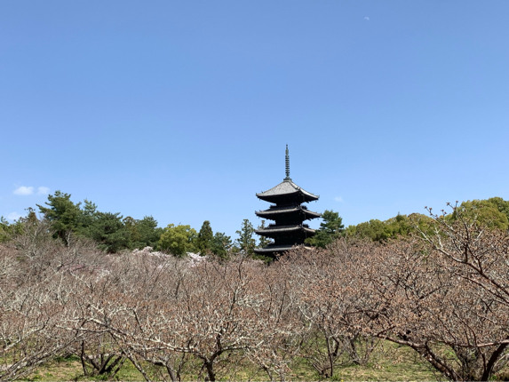 御室仁和寺の桜とミツバツツジ_b0408892_21352067.jpg