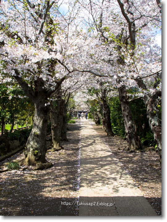 桜の鎌倉散歩♪ ＊ 極楽寺へ_f0356904_22205905.jpg