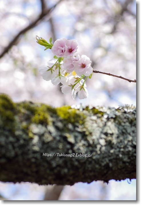 桜の鎌倉散歩♪ ＊ 極楽寺へ_f0356904_22210212.jpg