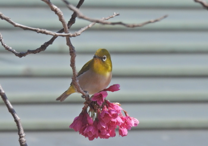 春のおとづれ　寒緋桜とメジロ 　その4_f0239515_09272202.jpg