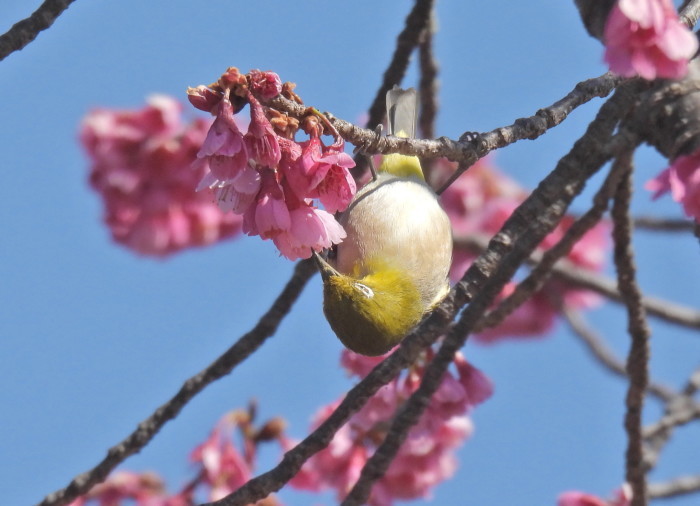 春のおとづれ　寒緋桜とメジロ 　その4_f0239515_09305150.jpg