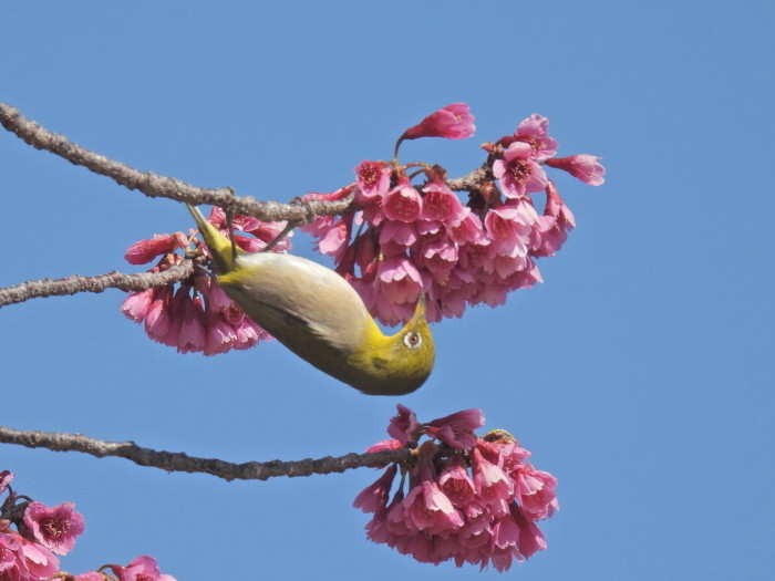 春のおとづれ　寒緋桜とメジロ 　その5_f0239515_15183710.jpg