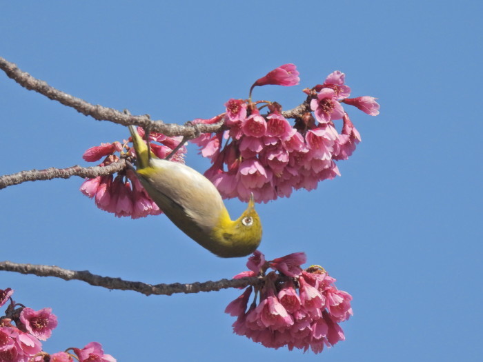 春のおとづれ　寒緋桜とメジロ 　その5_f0239515_15290777.jpg