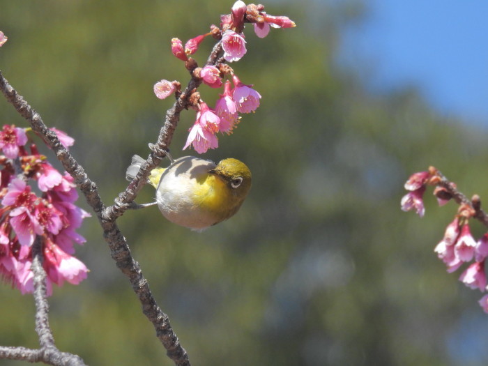 春のおとづれ　寒緋桜とメジロ 　その5_f0239515_15310616.jpg