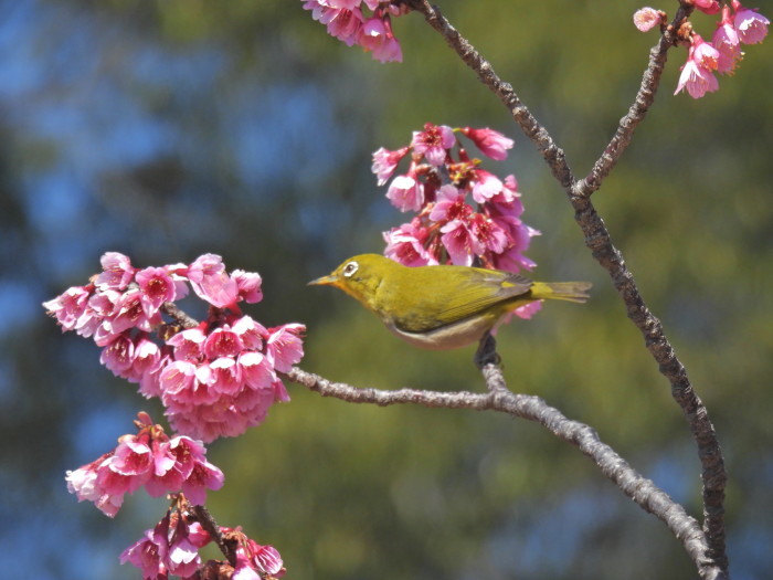 春のおとづれ　寒緋桜とメジロ 　その5_f0239515_15315666.jpg