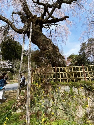 ご近所の枝垂れ桜_a0105023_23031923.jpg