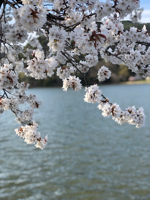 桜の季節_a0197730_12050389.jpeg
